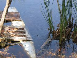 Cayo Largo Cuba. Spot the baby alligator between the sunk... by Merv Carr 